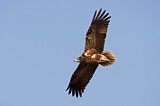 Image. Egyptian Vulture