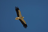Image. Egyptian Vulture