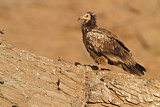 Image. Egyptian Vulture