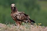 Image. Egyptian Vulture
