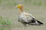 Image. Egyptian Vulture