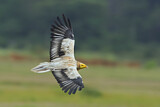 Image. Egyptian Vulture