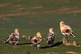 Image. Egyptian Vulture