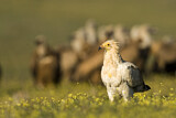 Image. Egyptian Vulture