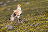 Image. Egyptian Vulture