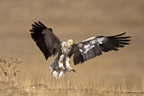 Image. Egyptian Vulture