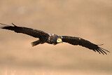 Image. Egyptian Vulture