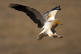Image. Egyptian Vulture