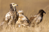 Image. Egyptian Vulture