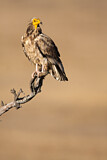 Image. Egyptian Vulture