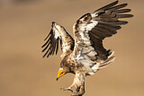Image. Egyptian Vulture
