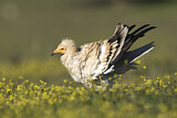 Image. Egyptian Vulture