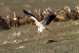 Image. Egyptian Vulture
