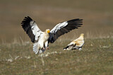 Image. Egyptian Vulture
