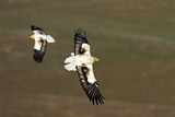 Image. Egyptian Vulture