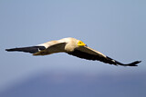 Image. Egyptian Vulture