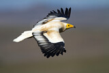 Image. Egyptian Vulture