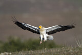 Image. Egyptian Vulture