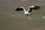Image. Egyptian Vulture