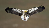 Image. Egyptian Vulture