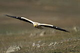 Image. Egyptian Vulture