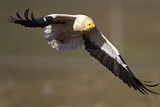 Image. Egyptian Vulture
