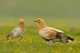 Image. Egyptian Vulture