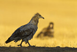 Image. Egyptian Vulture