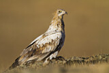 Image. Egyptian Vulture