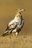 Image. Egyptian Vulture