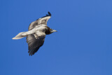 Image. Egyptian Vulture