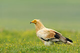 Image. Egyptian Vulture