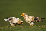 Image. Egyptian Vulture