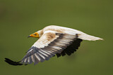 Image. Egyptian Vulture