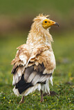 Image. Egyptian Vulture