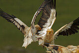 Image. Egyptian Vulture