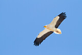 Image. Egyptian Vulture