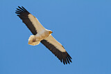 Image. Egyptian Vulture