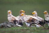 Image. Egyptian Vulture
