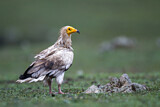 Image. Egyptian Vulture