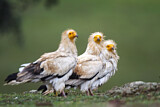 Image. Egyptian Vulture