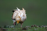 Image. Egyptian Vulture