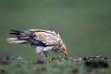 Image. Egyptian Vulture