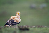 Image. Egyptian Vulture