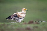 Image. Egyptian Vulture