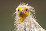 Image. Egyptian Vulture