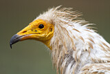 Image. Egyptian Vulture