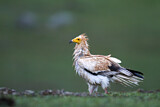 Image. Egyptian Vulture