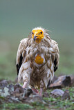 Image. Egyptian Vulture