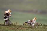 Image. Egyptian Vulture